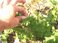 deadheading pinch by Midwest Gardening