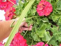 deadheading snap by Midwest Gardening