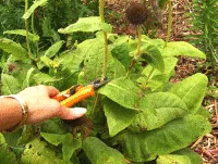 deadheading snip by Midwest Gardening