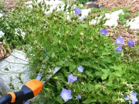 deadheading shear by Midwest Gardening