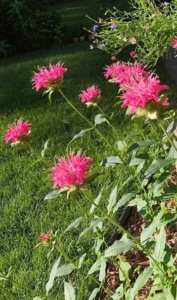 Pink bee balm flowers on tall stems leaning over the lawn