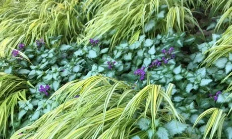 Living Mulch by Midwest Gardening