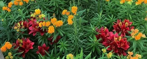 Summer Garden by Midwest Gardening