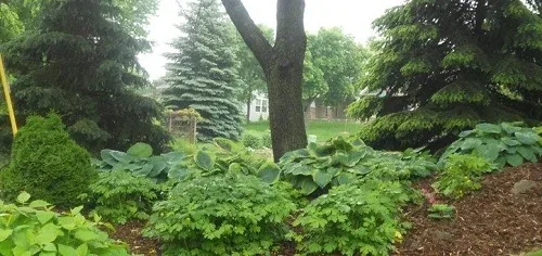 No work plants by Midwest Gardening