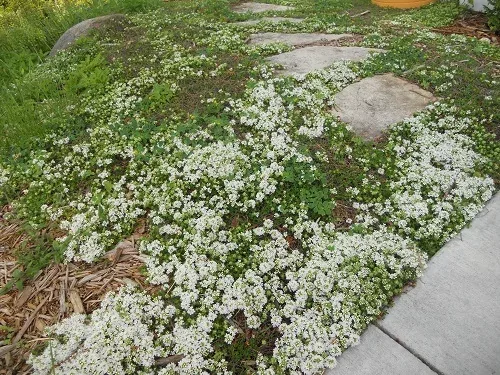 Low white-flowering groundcover spreading around stepping stones beside a sidewalk