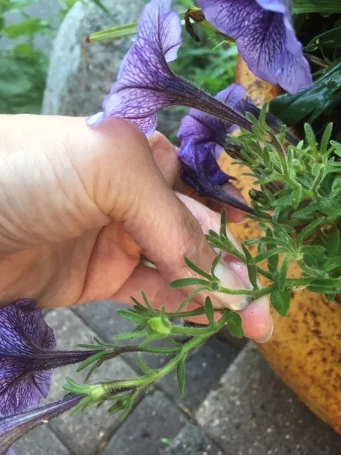 Pinchingbackby MidwestGardening