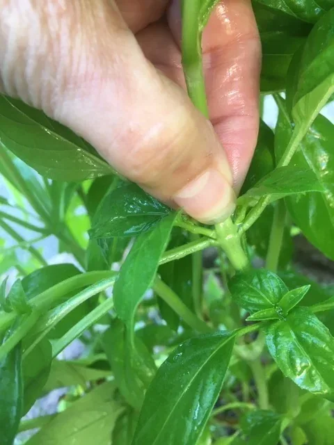 PinchbackbasilbyMidwestGardening