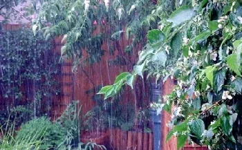 Rain for the plants by basswulf