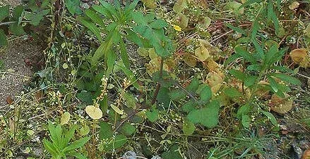 Weedy Garden