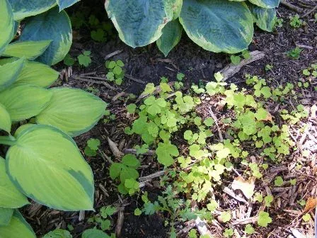 Weeding out seedlings sprouts and tiny weeds by Midwest Gardening