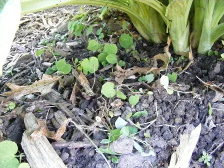 Weeding out sprouts and tiny weeds under plants by Midwest Gardening