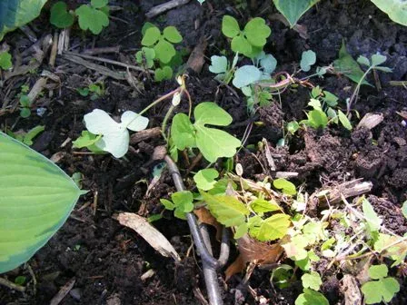 Tiny weeds seedlings and sprouts are uprooted with a hand fork by Midwest Gardening