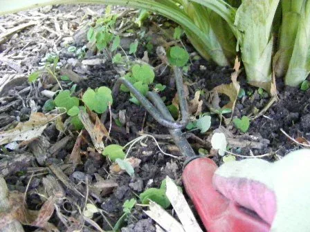 Cultivate out tiny weeds and sprouts with a hand fork by Midwest Gardening