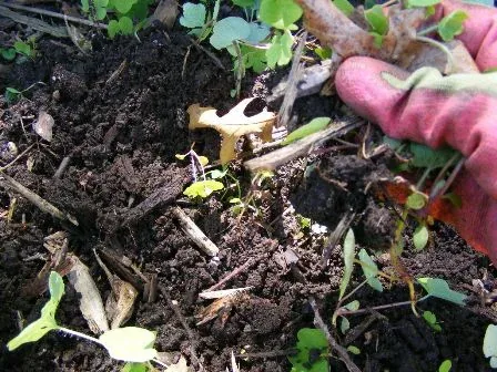 Gather uprooted weeds and seedlings that have been uprooted by Midwest Gardening