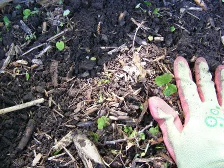Pluck out larger stubborn weeds by Midwest Gardening