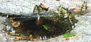 Butterfly and Insect bath by Alisa Ryan