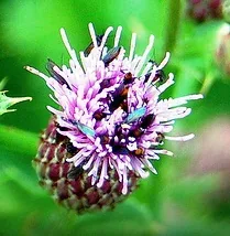 Insect haven by Beth Max