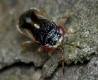 Big eyed bug by James Niland
