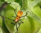 Assassin Bug by Martin LaBar