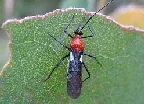 Braconid was by John Tann