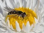 Hover fly by Tindo2