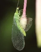 Lacewing by Dean Morley