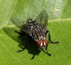 Tachinid fly by Carla Kishinami
