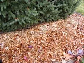 Mulch with shredded leaves by the ordinary gardener