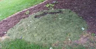 Grass Clipping Mulch by Midwest Gardening