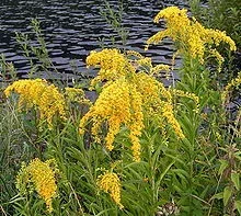allergies goldenrod