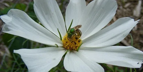 Pollinating a cosmos by Midwest Gardening