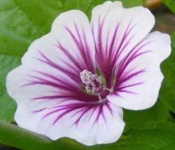malva markings by Midwest Gardening