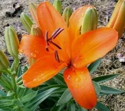 Asiatic Lily by Midwest Gardening