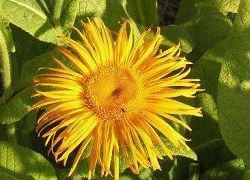 Inula by Midwest Gardening