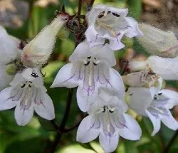 Tubular Penstemon by Midwest Gardening