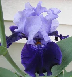 German Iris by Midwest Gardening