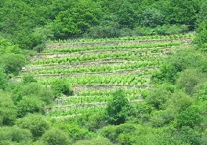 Terraced hillside microclimate by nikoretro
