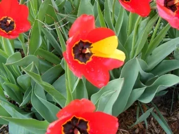 mutant tulip by Midwest Gardening