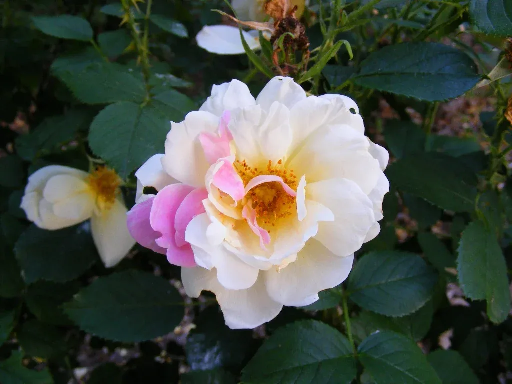 Topaz Jewel Rugosa parentage by Midwest Gardening