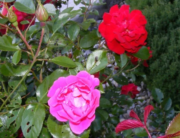 Mutant pink rose on red ribbons rose bush by Midwest Gardening