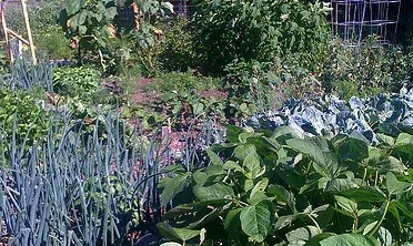 Organic garden by s shreeves