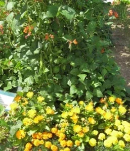 Companion planting by Alex Bayley