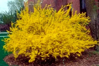 Forsythia in bloom by Richard Elzey