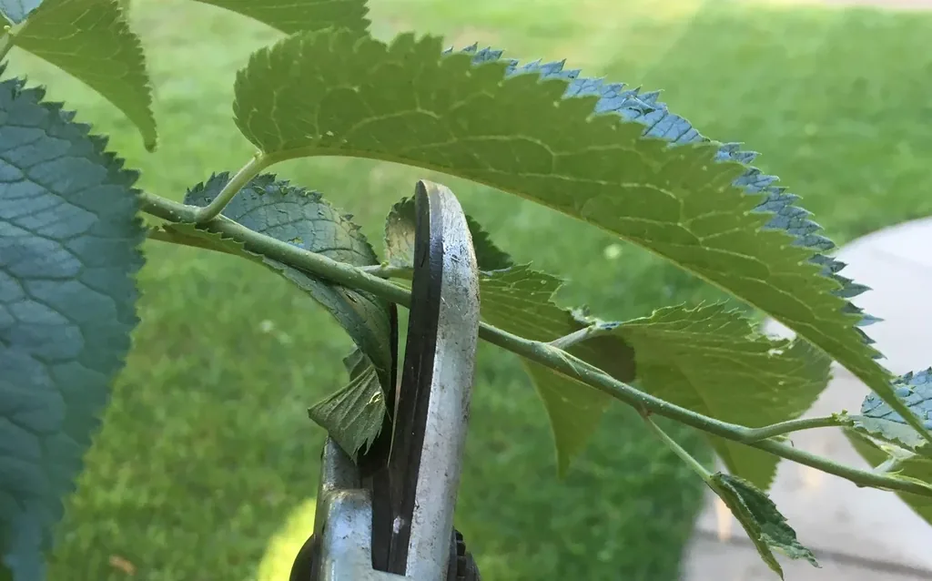 Cuttings by Midwest Gardening