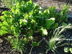 Interplanting by Strata Chalup