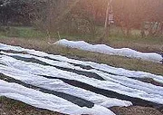 Row covered plants by Kurt and Sybilla