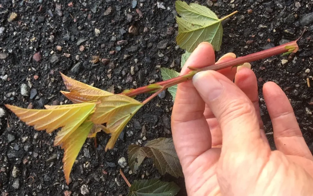 root cutting by Midwest Gardening