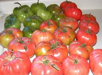 Ripen green tomatoes by Midwest Gardening