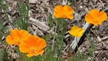 poppies