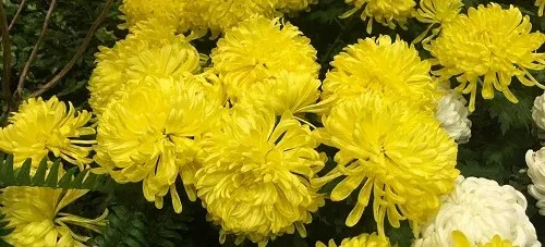 Chrysanthemumsi by Midwest Gardening